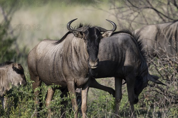 Blue wildebeest (Connochaetes taurinus), Mziki Private Game Reserve, North West Province, South Africa, Africa