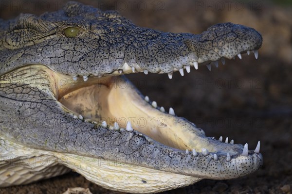 Nile crocodile (Crocodylus niloticus) Mziki Private Game Reserve, North West Province, South Africa, Africa