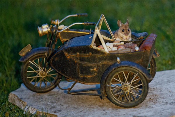 Wood mouse holding nut in hands in motorbike sitting on stone slab in green grass looking from the front