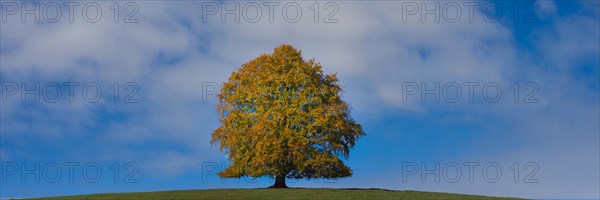 Common beech (Fagus sylvatica), in autumn, solitary tree near Rieden am Forggensee, Ostallgaeu, Allgaeu, Bavaria, Germany, Europe