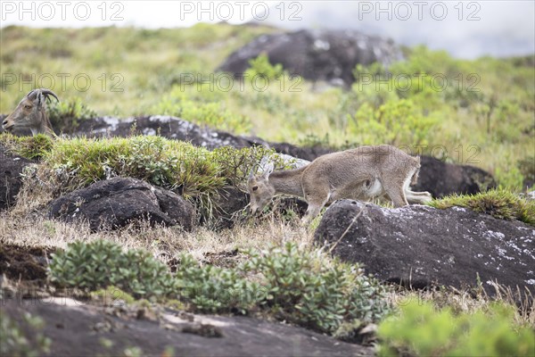 Nilgiri tahr (Nilgiritragus hylocrius, until 2005 Hemitragus hylocrius) or endemic goat species in Eravikulam National Park, juvenile, Kannan Devan Hills, Munnar, Kerala, India, Asia