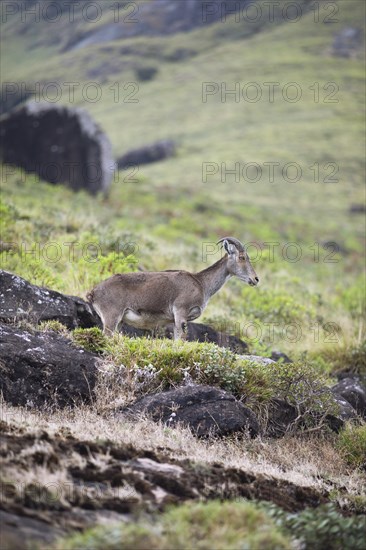Nilgiri tahr (Nilgiritragus hylocrius, until 2005 Hemitragus hylocrius) or endemic goat species in Eravikulam National Park, Kannan Devan Hills, Munnar, Kerala, India, Asia