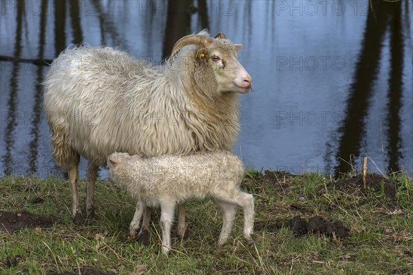 Moorschnucken lamb (Ovis aries) suckling with its mother in the pasture by a pond, Mecklenburg-Vorpommern, Germany, Europe
