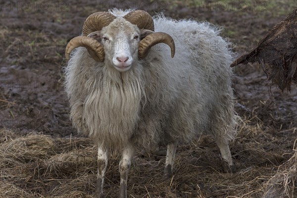 Horned moorland sheep (Ovis aries) on pasture, Mecklenburg-Western Pomerania, Germany, Europe