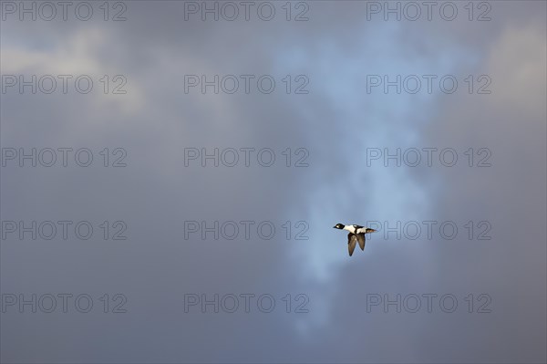 Common goldeneye (Bucephala clangula), adult male in flight, Laanemaa, Estonia, Europe