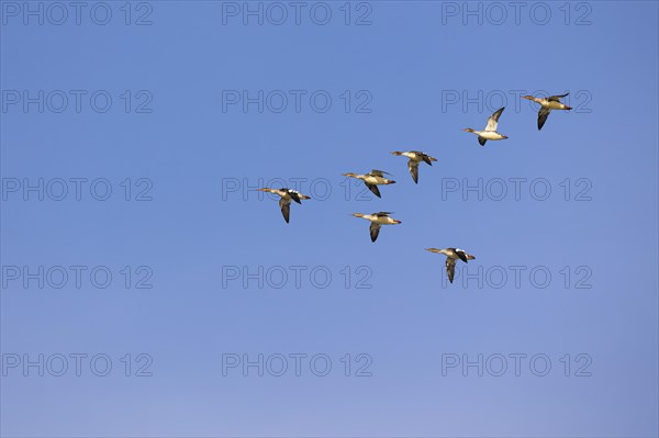 Red-breasted Merganser (Mergus serrator), small flock in flight in V-formation, Laanemaa, Estonia, Europe