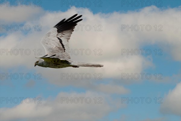 Montagu's harrier (Circus pygargus), male in flight, Extremadura, Spain, Europe