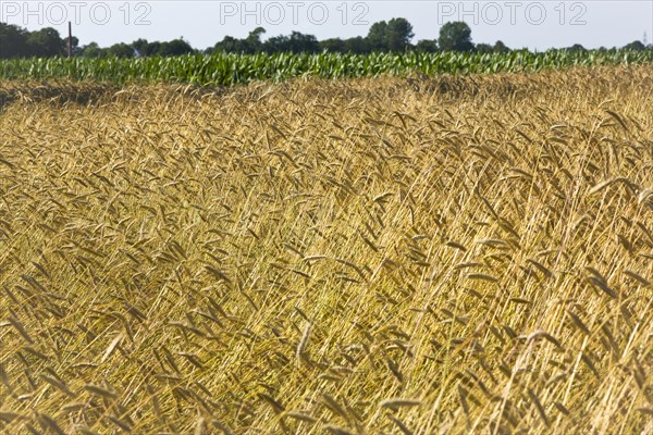 Rye field, rye ears, cereal grain, East Frisia, Germany, Europe