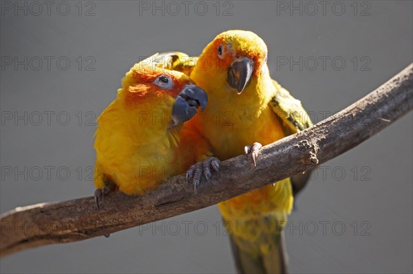 Sun conure (Aratinga solstitialis), One parrot seems to be tenderly feeding the other on a branch