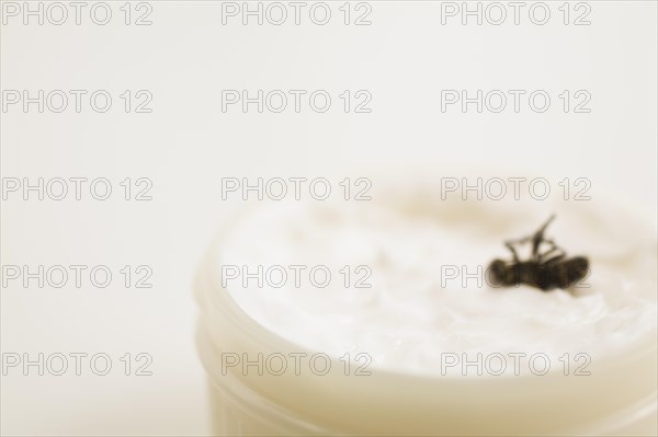 Close-up of dead Musca domestica, Common House Fly in plastic container of white ointment, Studio Composition, Quebec, Canada, North America