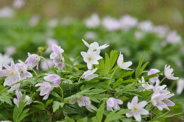 Enchanting wood anemones, spring, Germany, Europe