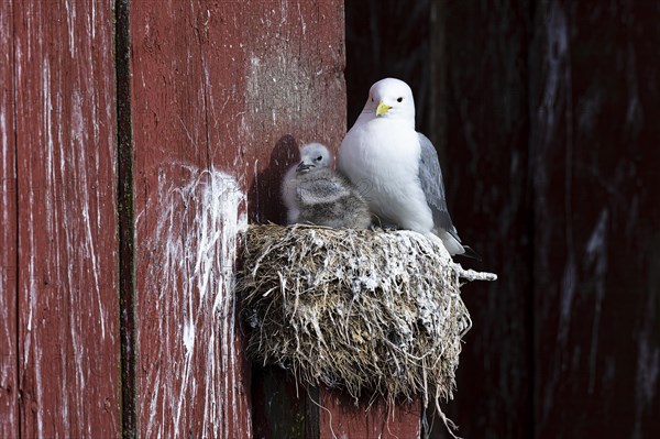 Black-legged kittiwake (Rissa tridactyla) with chicks on nest on house facade, Vardo, Varanger, Finnmark, Norway, Europe