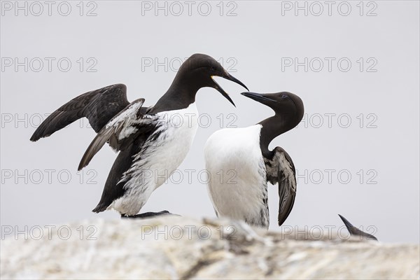 Common guillemot (Uria aalge), two adult birds fighting on rock, Hornoya Island, Vardo, Varanger, Finnmark, Norway, Europe