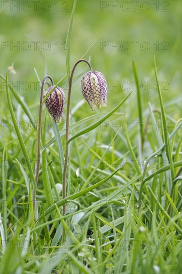 Charming chequerboard flower, spring, Germany, Europe