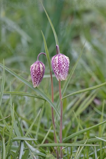 Charming chequerboard flower, spring, Germany, Europe