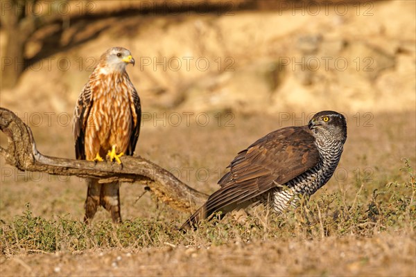 Male northern goshawk (Accipiter gentilis), Rotmila, Agramunt, Catalonia, Spain, Europe