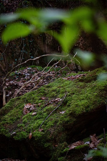 Moss-covered stone in a dark forest, Neubeuern, Germany, Europe