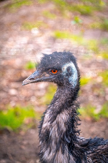 Portrait of an emu (Dromaius novaehollandiae) bird with its red eyes, Eisenberg, Thuringia, Germany, Europe