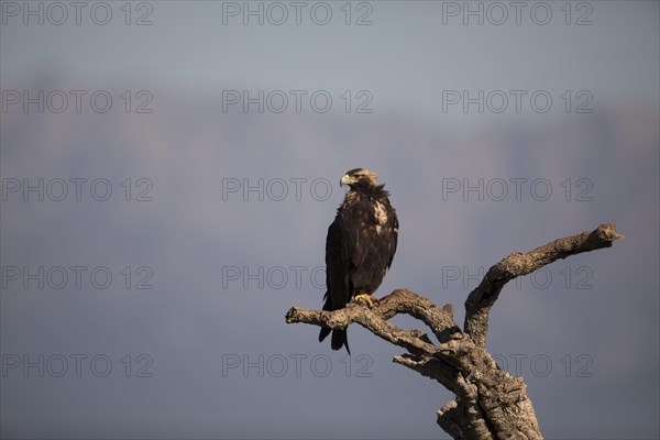 Iberian Eagle, Spanish Imperial Eagle (Aquila adalberti), Extremadura, Castilla La Mancha, Spain, Europe