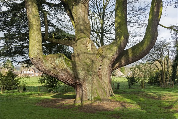 Large tree in the garden of the youth hostel, Tiddington, Stratford upon Avon, England, Great Britain