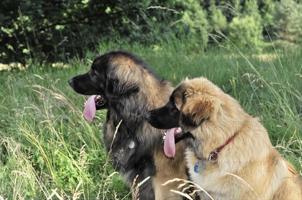 Leonberger dogs, Two dogs seen from the side, one looks away, in the green, Leonberger dog, Schwaebisch Gmuend, Baden-Wuerttemberg, Germany, Europe