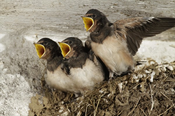 Barn Swallow (Hirundo rustica), young, nest