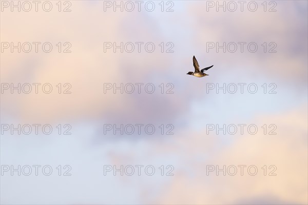 Common goldeneye (Bucephala clangula), adult female in flight, Laanemaa, Estonia, Europe