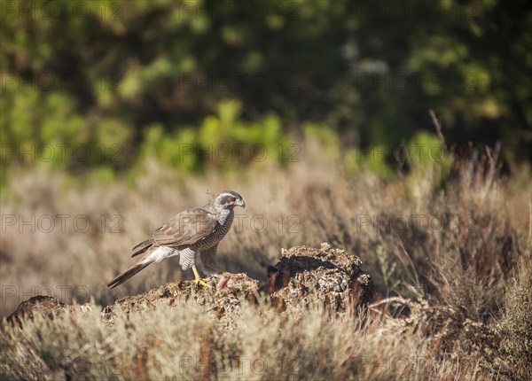 Northern goshawk (Accipiter gentilis), Extremadura, Castilla La Mancha, Spain, Europe