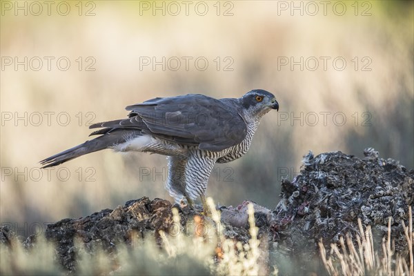 Northern goshawk (Accipiter gentilis) male, Extremadura, Castilla La Mancha, Spain, Europe