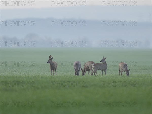 European roe deers (Capreolus capreolus), a group, a jump, in a field, wildlife, Thuringia, Germany, Europe