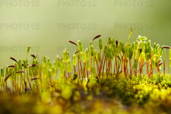 Charming mosses and lichens, spring, Germany, Europe