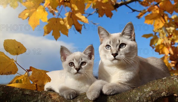AI generated, animal, animals, mammal, mammals, cat, felidae (Felis catus), a cat and a kitten resting on a tree, autumn, seasons