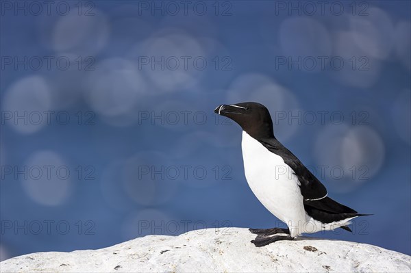 Razorbill (Alca torda), adult bird on white rock, Hornoya Island, Vardo, Varanger, Finnmark, Norway, Europe