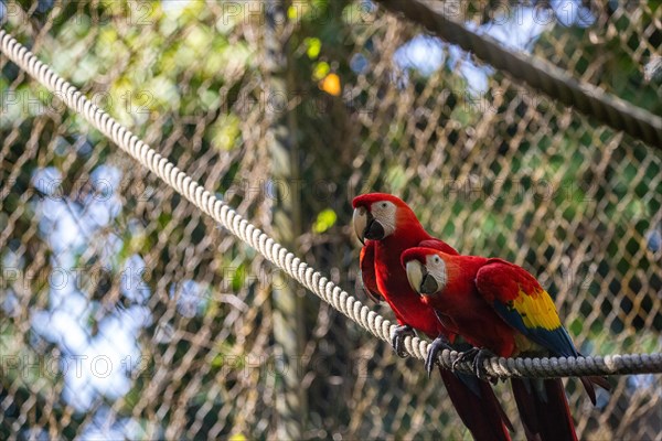 Portrait of a parrot. Beautiful shot of the animals in the forest on Guadeloupe, Caribbean, French Antilles