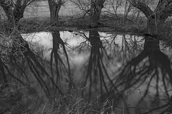 Dramatic, ghostly, willows (Salix), reflected in a water-filled shall, Mecklenburg-Vorpommern, Germany, Europe