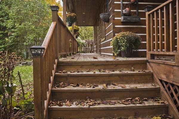 Old and worn brown stained wooden stairs and long veranda with pine wood rocking chair and fallen tree leaves on facade of rustic white chinked log cabin home in autumn, Quebec, Canada, North America