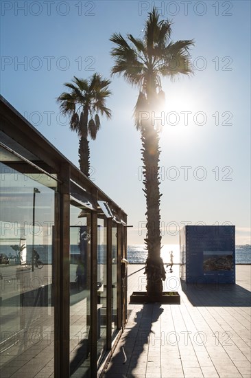 Promenade at the old harbour with palm trees in Barcelona, Spain, Europe