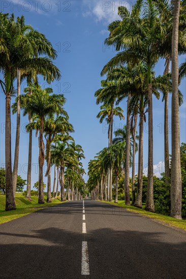 The famous palm avenue l'Allee Dumanoir. Landscape shot from the centre of the street into the avenue. Taken on a changeable day on Grand Terre, Guadeloupe, Caribbean, North America