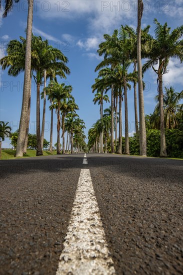 The famous palm avenue l'Allee Dumanoir. Landscape shot from the centre of the street into the avenue. Taken on a changeable day on Grand Terre, Guadeloupe, Caribbean, North America