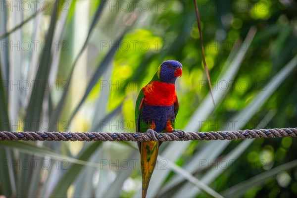 Portrait of a loris, parrot. Beautiful shot of the animals in the forest on Guadeloupe, Caribbean, French Antilles