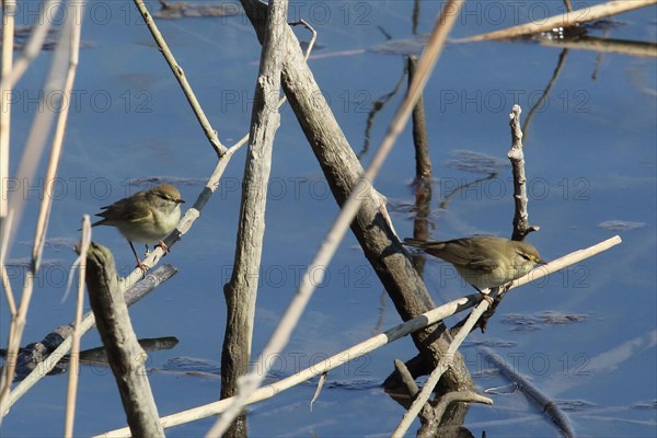 Willow Warbler two birds sitting on branches next to each other looking right in front of blue water