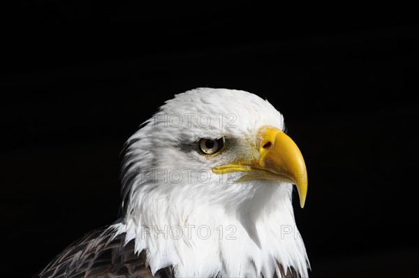 Bald eagle, Haliaeetus leucocephalus, side profile of a bald eagle with dark background, visible details, captive, Fuerstenfeld Monastery, Fuerstenfeldbruck, Bavaria, Germany, Europe