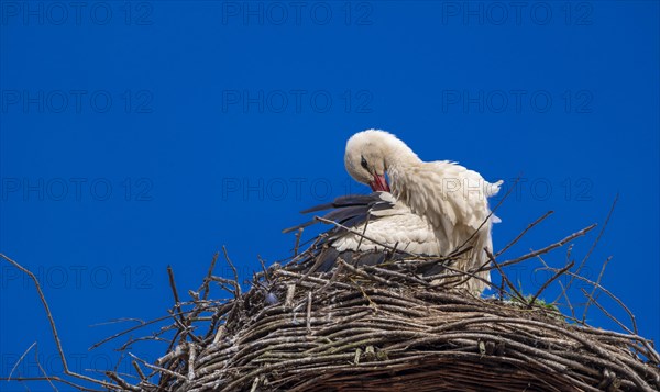 Stork (ciconia) in the nest on the roof of the town hall, Tangermuende, Saxony-Anhalt, Germany, Europe