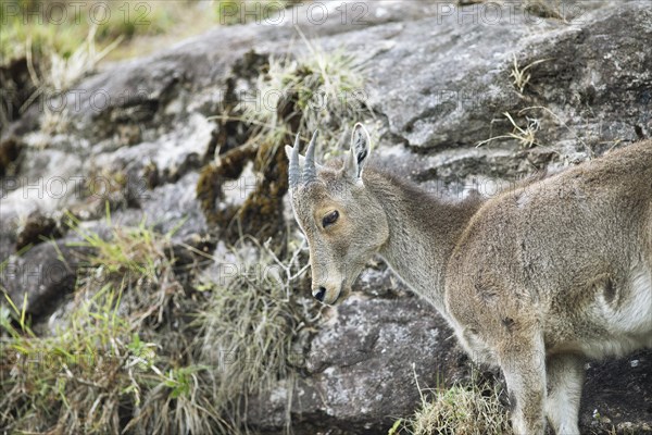 Nilgiri tahr (Nilgiritragus hylocrius, until 2005 Hemitragus hylocrius) or endemic goat species in Eravikulam National Park, juvenile, Kannan Devan Hills, Munnar, Kerala, India, Asia