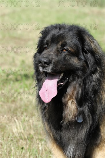 Leonberger dog, close-up of a black and brown dog with tongue sticking out in a meadow, Leonberger dog, Schwaebisch Gmuend, Baden-Wuerttemberg, Germany, Europe