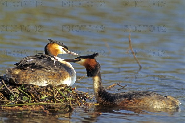 Great crested grebe (Podiceps cristatus), juvenile in plumage