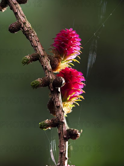 Larch (Larix decidua), female flowers on a larch branch, North Rhine-Westphalia, Germany, Europe