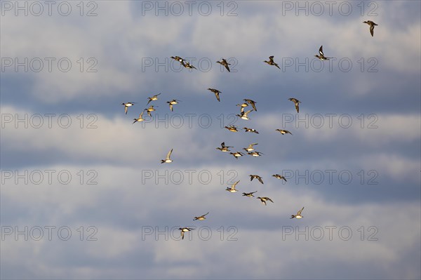 Eurasian wigeon (Anas penelope), small flock in flight, Laanemaa, Estonia, Europe