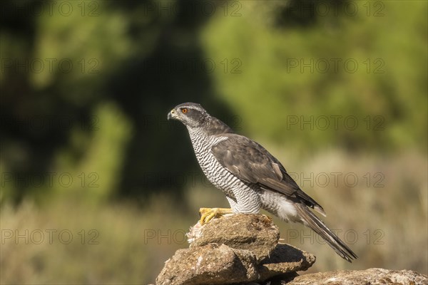 Northern goshawk (Accipiter gentilis), Extremadura, Castilla La Mancha, Spain, Europe