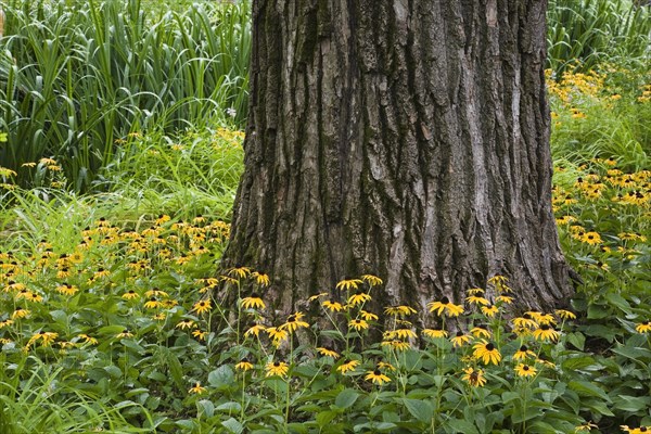 Close-up of large deciduous tree trunk with scaly dark grey bark and underplanted with yellow Rudbeckia hirta, Black-eyed susan coneflowers in border in summer, Centre de la Nature, Saint-Vincent-de-Paul, Laval, Quebec, Canada, North America